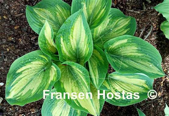 Hosta Jim Matthews